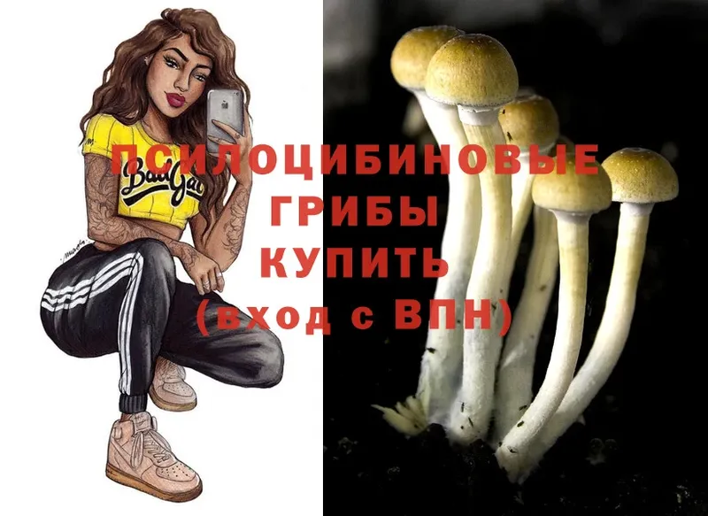 Галлюциногенные грибы Psilocybe  Новая Ляля 